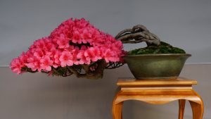 Ueno Park Bonsai Festival 2016. 